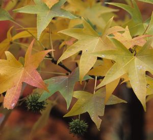 Liquidambar styraciflua (Sweetgum)