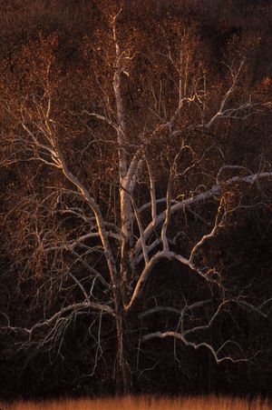 Platanus occidentalis (Sycamore)