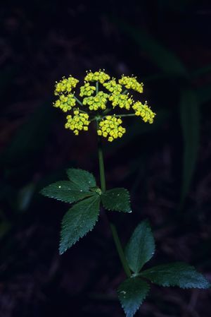 Zizia aptera (Heart-Leaved Meadow Parsnip)