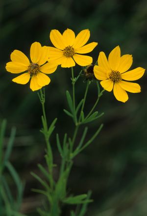 Coreopsis palmata (Prairie Coreopsis)