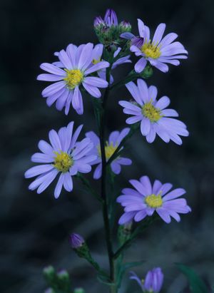 Symphyotrichum oolentangiensis (azureus) (Sky Blue Aster)