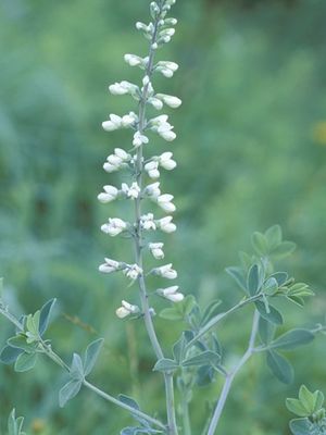 Baptisia alba (leucantha) (White Wild Indigo)