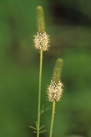 Dalea candida (White Prairie Clover)