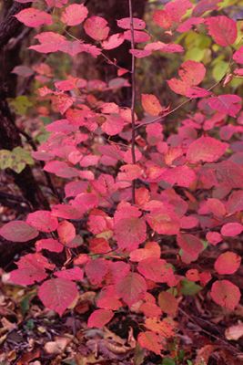 Corylus americana (American Filbert)