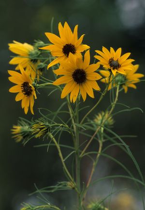 Helianthus salicifolius (Willow-leaved Sunflower)