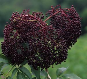 Sambucus canadensis (Elderberry)