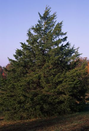 Juniperus virginiana (Eastern Red Cedar)