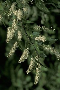 Prunus serotina (Black Cherry)