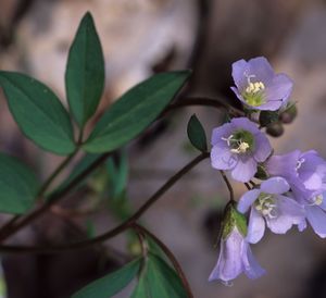 Polemonium reptans (Jacob's Ladder)