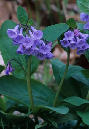 Mertensia virginica (Virginia Bluebells)