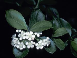 Prunus virginiana (Choke Cherry)