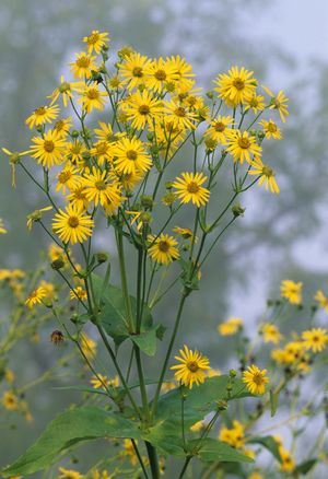 Silphium perfoliatum (Cup Plant)