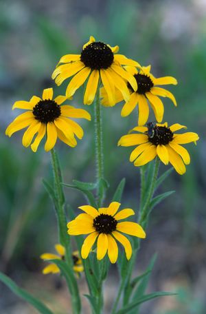 Rudbeckia missouriensis (Missouri Black-eyed Susan)