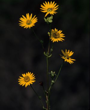 Silphium terebinthinaceum (Prairie Dock)