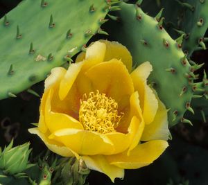 Opuntia humifusa (compressa) (Prickly Pear)