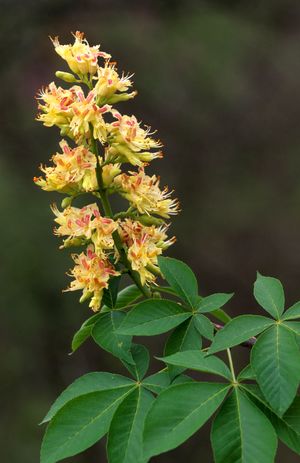 Aesculus glabra (Ohio Buckeye)