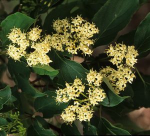 Cornus racemosa (Gray Dogwood)