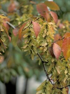 Carpinus caroliniana (American Hornbeam)