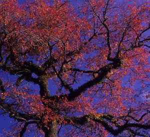 Nyssa sylvatica (Black Gum)