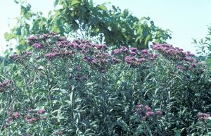 Vernonia fasciculata (Ironweed)