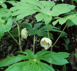 Podophyllum peltatum (Mayapple)