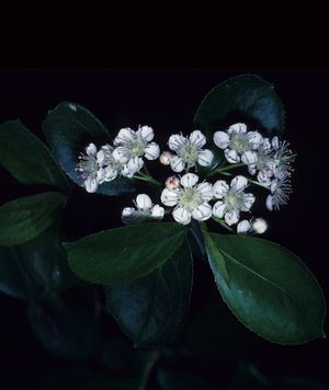 Aronia melanocarpa (Black Chokeberry)