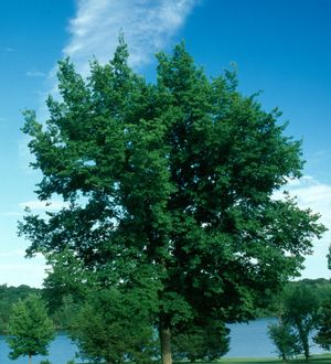 Celtis laevigata (Sugarberry)