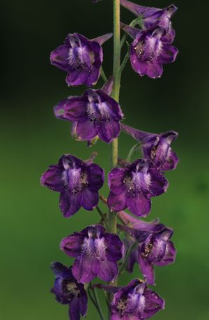 Delphinium exaltatum (Tall Larkspur)