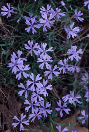 Phlox bifida (Sand Phlox)