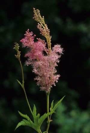 Filipendula rubra (Queen of the Prairie)