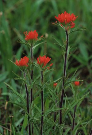 Castilleja coccinea (Indian Paintbrush)