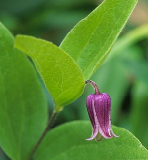 Clematis fremontii (Fremont's Leather Flower)