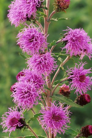 Liatris scariosa (Eastern Blazing Star)