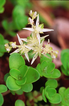 Sedum ternatum (Sedum)