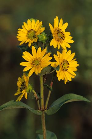 Silphium integrifolium (Rosinweed)