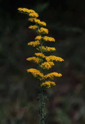 Solidago nemoralis (Gray Goldenrod)