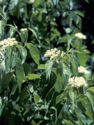 Cornus drummondii (Roughleaf Dogwood)