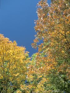 Fraxinus americana (White Ash)