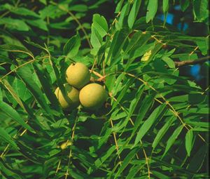 Juglans nigra (Black Walnut)