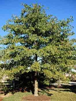 Quercus coccinea (Scarlet Oak)