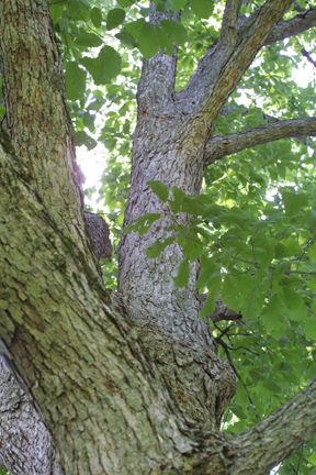 Quercus muehlenbergii (Chinkapin Oak)