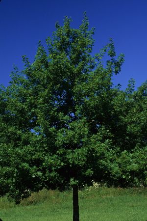 Quercus shumardii (Shumard Oak)