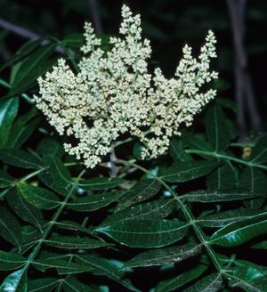 Rhus copallina (Flameleaf Sumac)