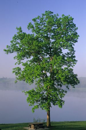 Carya ovata (Shagbark Hickory)