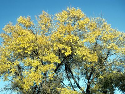 Fraxinus pennsylvanicus lanceolata (Green Ash)