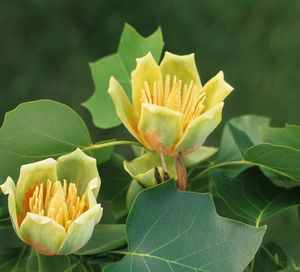 Lirondendron tulipifera (Tulip Poplar)