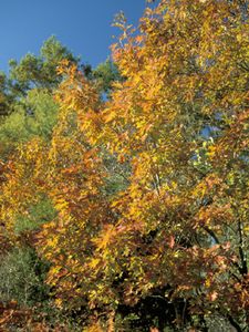 Quercus rubra (Northern Red Oak)