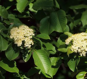 Viburnum lentago (Nannyberry Viburnum)