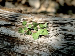 Crataegus marshallii (Parsley Hawthorn)