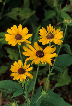 Rudbeckia subtomentosa (Sweet Coneflower)